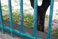 https://www.heikokarn.com/files/gimgs/th-5_orangen_v2.jpg